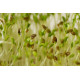 Насіння мікрозелені Броколі для мікрогрін